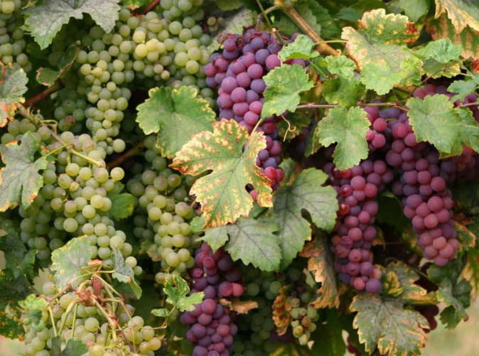 023_SchoeneAussichtenTouristik-Frankreich-wine-3657269_pixabay