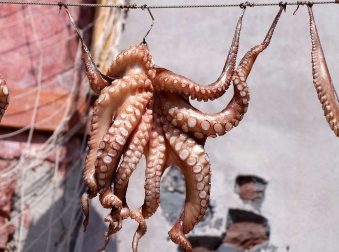 033_Griechenland-pixabay-squid-689385_1280