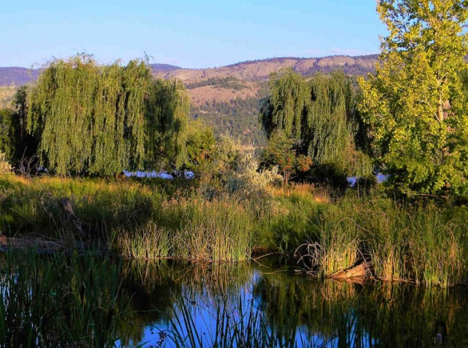 020_Schoene-Aussichten-Touristik-Kanada-Okanagan_pixabay_deer-1575644_1280