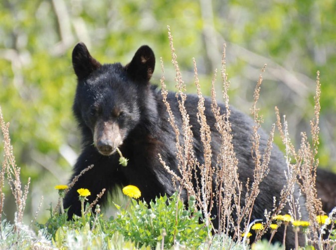 040_Schoene-Aussichten-Touristik_Kanada-pixabay-young-bear-2714670_1280