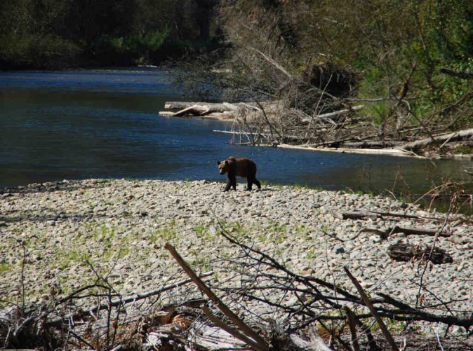 053_Schoene-Aussichten-Touristik_Kanada-pixabay-bear-1768934_1280