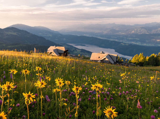 0015__00000086793_Arnika-und-Rotklee-Millstaettersee_Oesterreich-Werbung_Michael-Stabentheiner