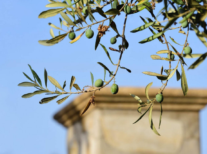0032_olives-6584320_1280