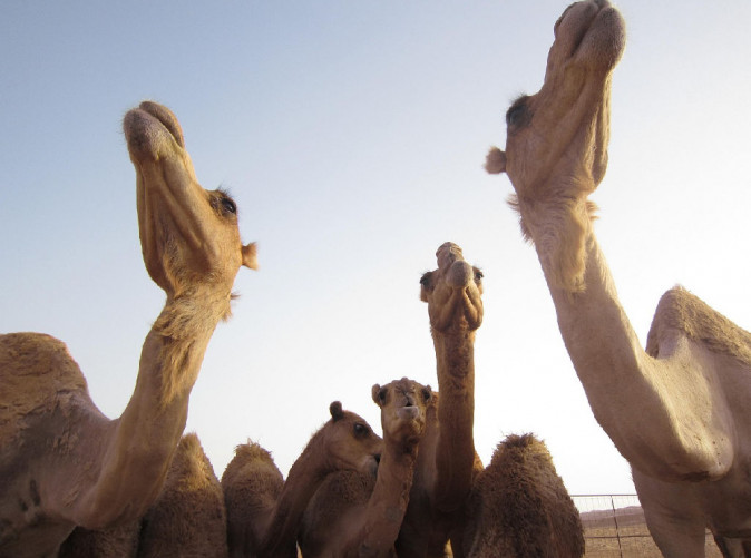 0030_camels-2499965_1280