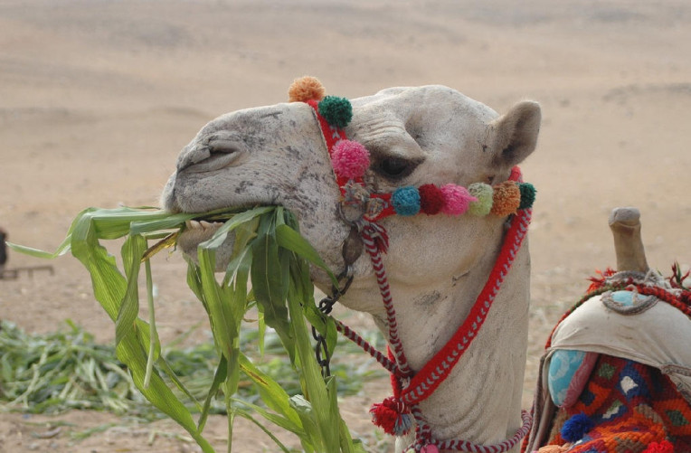 camel-1062424_1280
