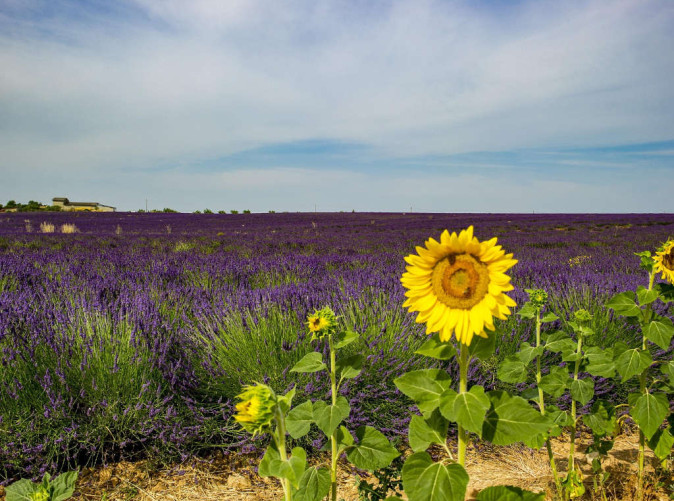 0049_nax83-sunflower-2479852_1920