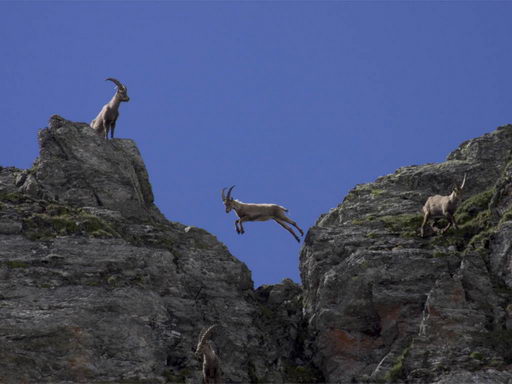 Steinböcke Graubünden - Schöne Aussichten Touristik